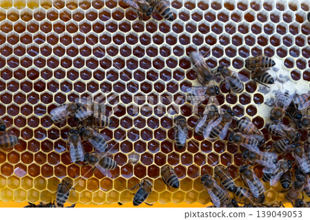Honeycomb details, bees in closeup, organic apiary, honey making, natural beekeeping at rural farm, colony and frame, food production, ecosystem. Honeycomb details, bees in closeup, organic apiary, honey making, natural beekeeping at rural farm, colony and frame, food production, ecosystem. 139049053