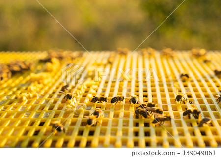 Apiary lid, beekeeping smoke, hive management, controlling bees, natural rural beekeeping, honey harvest, pollination process, farm equipment, beehive health. Apiary lid, beekeeping smoke, hive management, controlling bees, natural rural beekeeping, honey harvest, pollination process, farm equipment, beehive health. 139049061