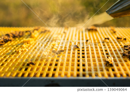 Bee smoker action, smoke calming bees, frame inspection in beehive, rural apiary practice, honey production, sustainable beekeeping equipment, control. Bee smoker action, smoke calming bees, frame inspection in beehive, rural apiary practice, honey production, sustainable beekeeping equipment, control. 139049064