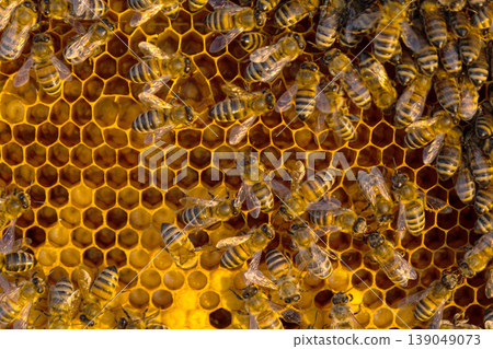 Detail of bees on honeycomb, rural organic apiary, beehive frame, pollinator insects, healthy ecosystem, honey production process, sustainable farming. 139049073