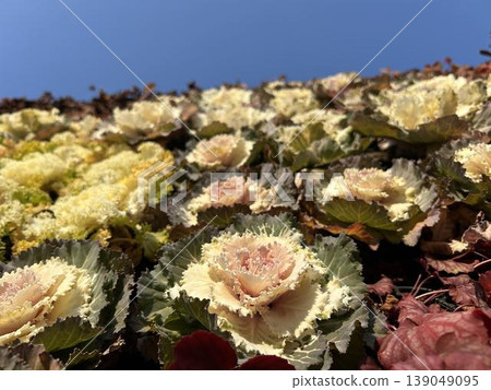 Ornamental cabbage bathed in sunlight and a blue sky 139049095