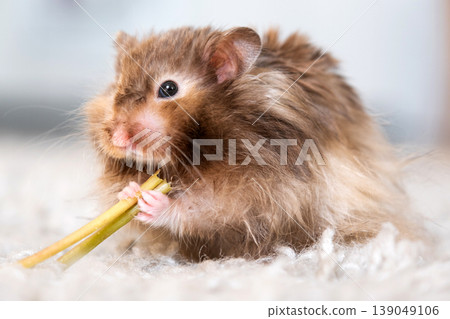 Syrian long-haired hamster eating, fluffy and soft, home pet, green vegetable, vegetarian food, kids animal content, rodent care, family pet. Syrian long-haired hamster eating, fluffy and soft, home pet, green vegetable, vegetarian food, kids animal content, rodent care, family pet. 139049106