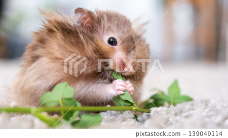 Cute long-haired Syrian hamster eating leaves, fluffy and soft, safe house pet, children's favorite, healthy plant-based diet, use for blog and advertising. Cute long-haired Syrian hamster eating leaves, fluffy and soft, safe house pet, children's favorite, healthy plant-based diet, use for blog and advertising. 139049114