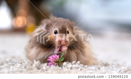 Domestic Syrian hamster eating flower, furry, fluffy coat, soft long hair, home pet, cute animal, vegetarian, easy-care for kids, animal-themed usage. Domestic Syrian hamster eating flower, furry, fluffy coat, soft long hair, home pet, cute animal, vegetarian, easy-care for kids, animal-themed usage. 139049128