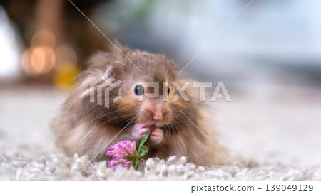 Syrian hamster with flower, longhair, soft fur, vegetarian diet, tame domestic rodent, for pet blogs, magazines, child education, pet shop ads. 139049129