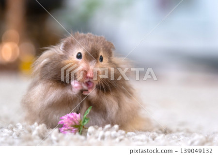 Syrian hamster holding flower, soft fluffy coat, long hair, vegetarian snack, tame pet, gentle family rodent, children's favorite, educational, zoo use. 139049132