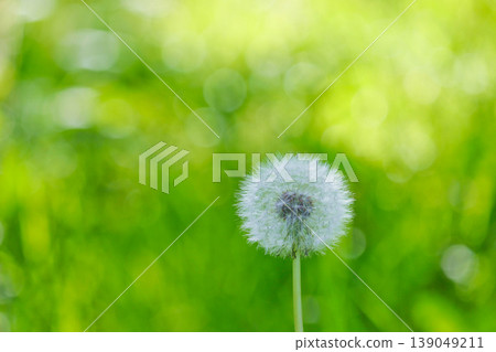 蒲公英的絨毛和光影在鬱鬱蔥蔥的草地上若隱若現。 蒲公英的絨毛和光影在鬱鬱蔥蔥的草地上若隱若現。 139049211