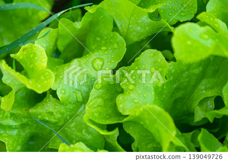 Green lettuce close-up, homegrown in natural bed, organic salad, healthy leaves, presence of weeds, eco-friendly gardening in vegetable patch. 139049726