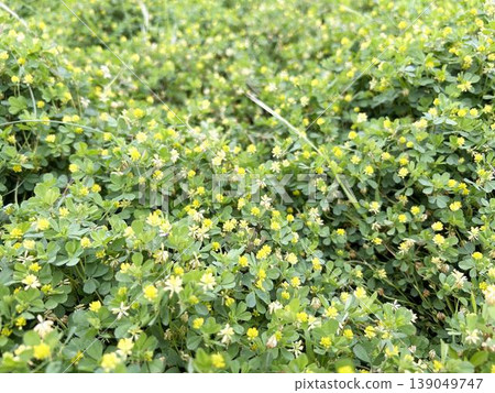 A cluster of wild-growing Trifolium dubium A cluster of wild-growing Trifolium dubium 139049747