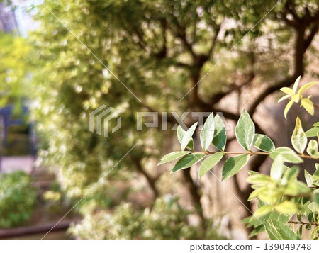 Close-up of green leaves bathed in sunlight 139049748
