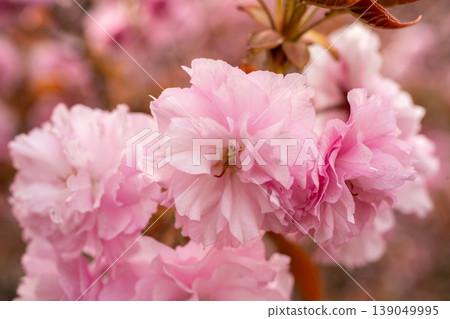 Close-up of double-flowered cherry blossoms in full bloom and the soft expression of the flowers. Close-up of double-flowered cherry blossoms in full bloom and the soft expression of the flowers. 139049995