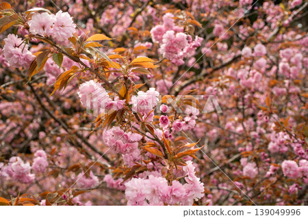 The double-flowered cherry blossoms are in full bloom and the scenery of spring. The double-flowered cherry blossoms are in full bloom and the scenery of spring. 139049996