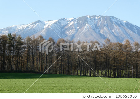 A view of Mount Iwate, pastures, and rows of larch trees from Koiwai Farm in early spring in Iwate Prefecture, a northern region of Japan. A view of Mount Iwate, pastures, and rows of larch trees from Koiwai Farm in early spring in Iwate Prefecture, a northern region of Japan. 139050010