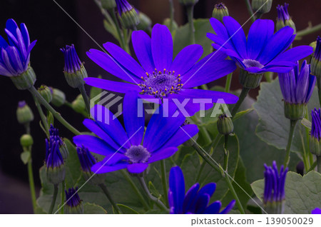 Top view on many isolated dark blue purple pericallis flowers in garden center 139050029