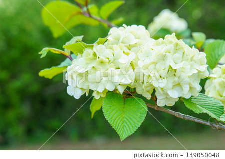 White hydrangea White hydrangea 139050048