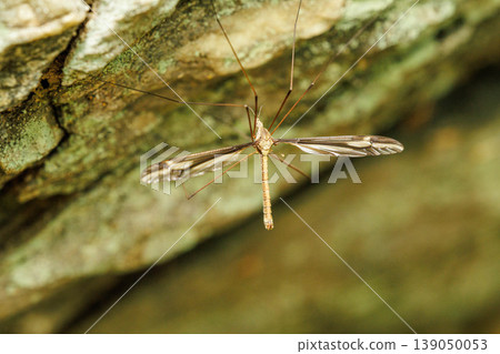 Crane fly perched on a rock Crane fly perched on a rock 139050053