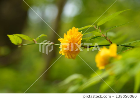 Yellow Yamaboki Flower Yellow Yamaboki Flower 139050060