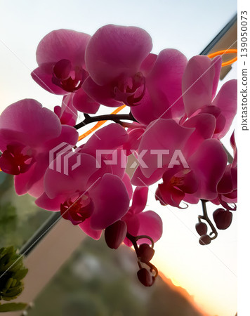 Close-up of vibrant pink Phalaenopsis orchid flowers blooming on a windowsill. Close-up of vibrant pink Phalaenopsis orchid flowers blooming on a windowsill. 139050073