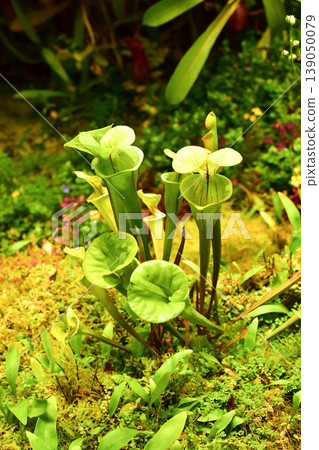 Green Sarracenia carnivorous pitcher plants growing in a lush mossy garden environment. Green Sarracenia carnivorous pitcher plants growing in a lush mossy garden environment. 139050079
