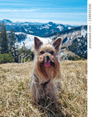Happy Yorkie dog enjoying a sunny day of hiking and travel in the scenic Alps. Happy Yorkie dog enjoying a sunny day of hiking and travel in the scenic Alps. 139050100
