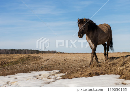 Serene winter landscape. Peaceful winter setting where horse navigates snow covered earth Serene winter landscape. Peaceful winter setting where horse navigates snow covered earth 139050165