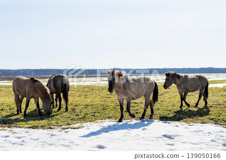 Shaggy mudcovered horse on marshland. Curious horse with muddy coat on damp marshland scene Shaggy mudcovered horse on marshland. Curious horse with muddy coat on damp marshland scene 139050166
