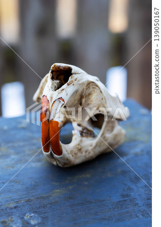 Rustic setting featuring animal skull with colorful incisors and textured background 139050167