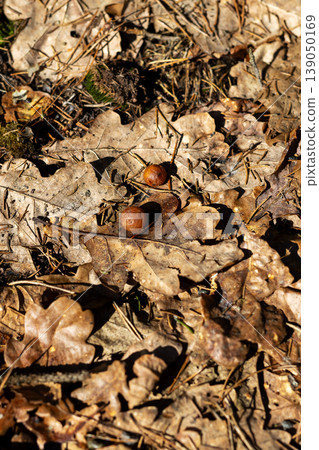 Soft glow emphasizes intricate details of acorns and leaves during seasonal change Soft glow emphasizes intricate details of acorns and leaves during seasonal change 139050169