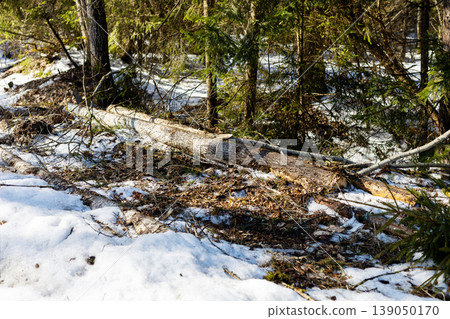 Snow melting among trees. Sundappled forest ground with melting snow and exposed roots Snow melting among trees. Sundappled forest ground with melting snow and exposed roots 139050170