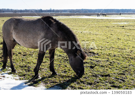 Gentle rural landscape filled with open pastures and single relaxed horse grazing 139050183