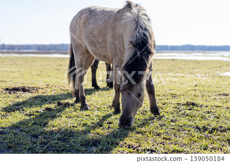 Calm and gentle horse peacefully grazing as evening sunlight softly illuminates its shimmering coat 139050184