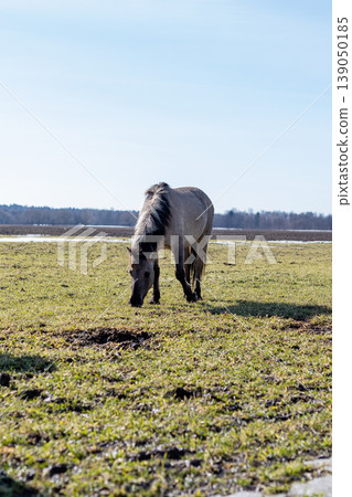 Equine peacefully grazing in marshland. Serene gray horse feeds on damp grass under bright sky 139050185
