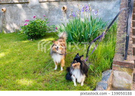 Two shetland sheepdog dogs are standing in garden in front of house. 139050188