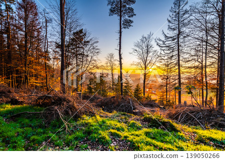 Fallen trees and lumber timber in autumn forest during beautiful sunset. Wood resource prepared for transport to lumber mill. Fresh and vibrant colors of nature. 139050266