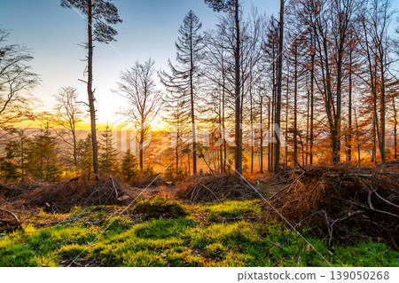 Fallen trees and lumber timber in autumn forest during beautiful sunset. Wood resource prepared for transport to lumber mill. Fresh and vibrant colors of nature. 139050268