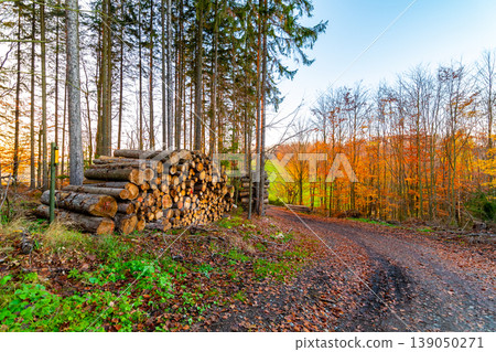 Fallen trees and lumber timber in autumn forest during beautiful sunset. Wood resource prepared for transport to lumber mill. Fresh and vibrant colors of nature. Fallen trees and lumber timber in autumn forest during beautiful sunset. Wood resource prepared for transport to lumber mill. Fresh and vibrant colors of nature. 139050271