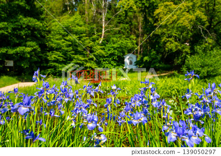 Blue english Iris flower is growing on the green meadow near Skalka areal, Mnisek pod Brdy. Blue english Iris flower is growing on the green meadow near Skalka areal, Mnisek pod Brdy. 139050297