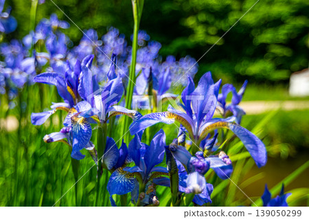 Blue english Iris flower is growing on the green meadow near Skalka areal, Mnisek pod Brdy. 139050299
