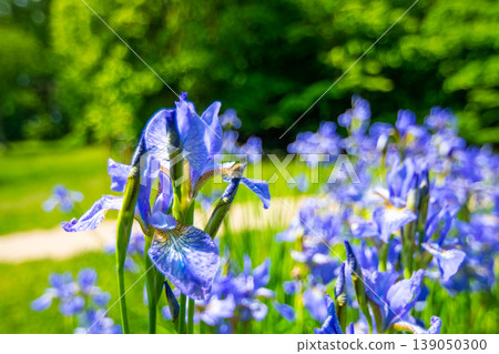 Blue english Iris flower is growing on the green meadow near Skalka areal, Mnisek pod Brdy. Blue english Iris flower is growing on the green meadow near Skalka areal, Mnisek pod Brdy. 139050300