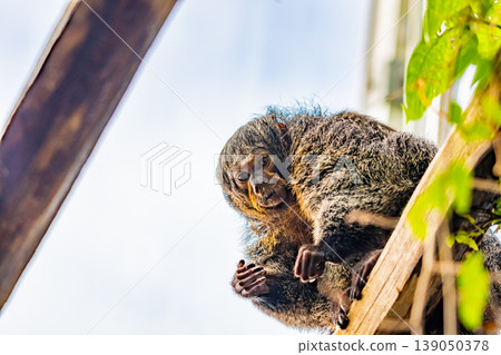 White-Faced Saki, (Pithecia Pithecia), small monkey is sitting on the wooden wall and looking to his hands. White-Faced Saki, (Pithecia Pithecia), small monkey is sitting on the wooden wall and looking to his hands. 139050378