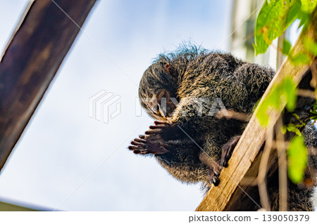 White-Faced Saki, (Pithecia Pithecia), small monkey is sitting on the wooden wall and looking to his hands. White-Faced Saki, (Pithecia Pithecia), small monkey is sitting on the wooden wall and looking to his hands. 139050379