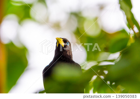Yellow rumped bird named Cacique (latin name Cacicus cela) is hiding in the leafs of tropical tree. Small black bird with blue eyes and yellow wings is naturaly living in Brazil rainforest. Yellow rumped bird named Cacique (latin name Cacicus cela) is hiding in the leafs of tropical tree. Small black bird with blue eyes and yellow wings is naturaly living in Brazil rainforest. 139050383