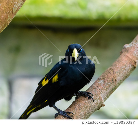 Yellow rumped bird named Cacique (latin name Cacicus cela) is hiding in the leafs of tropical tree. Small black bird with blue eyes and yellow wings is naturaly living in Brazil rainforest. Yellow rumped bird named Cacique (latin name Cacicus cela) is hiding in the leafs of tropical tree. Small black bird with blue eyes and yellow wings is naturaly living in Brazil rainforest. 139050387
