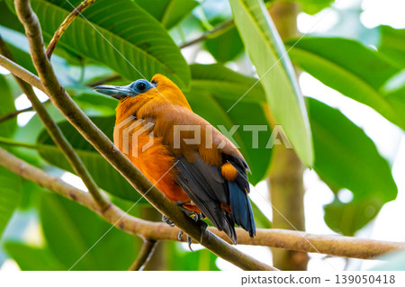 Tropical Bird Capuchinbird Or Calfbird - Perissocephalus Tricolor In The Rainforest. Bird is sitting on tree trunk. Tropical Bird Capuchinbird Or Calfbird - Perissocephalus Tricolor In The Rainforest. Bird is sitting on tree trunk. 139050418