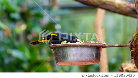 Feeding of small yellow rumped Cacique bird (latin name Cacicus cela). Bird feeder is placed on tropical tree. Small black bird with blue eyes naturaly living in Brazil rainforest. Feeding of small yellow rumped Cacique bird (latin name Cacicus cela). Bird feeder is placed on tropical tree. Small black bird with blue eyes naturaly living in Brazil rainforest. 139050420