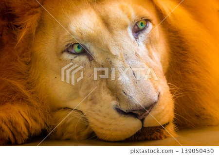 The lion (latin name Panthera leo krugeri) is resting on the wooden desk. Detail of animal head with beautiful eyes. Lion is naturally living in south Africa region - Bostwana 139050430
