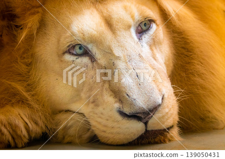 The lion (latin name Panthera leo krugeri) is resting on the wooden desk. Detail of animal head with beautiful eyes. Lion is naturally living in south Africa region - Bostwana 139050431