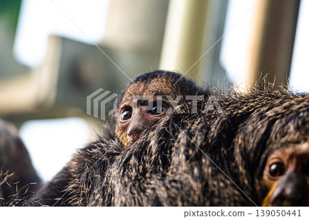Closeup White-Faced/guianan Saki Monkey Female (Pithecia Pithecia), closeup look to female animal with young child on the back. Small monkey portrait. 139050441