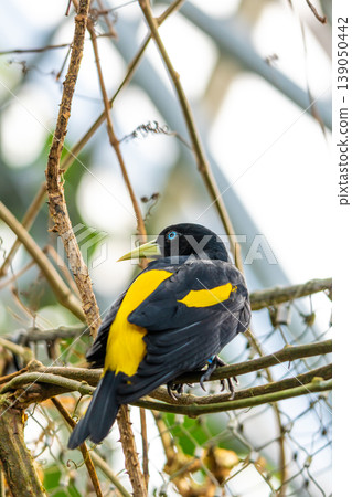 Yellow-rumped Cacique (Cacicus Cela) sitting on Branch, Portrait Photography. Bird with beautiful blue eyes is sitting on trunk. Living in Panama or Brazil in rainforests 139050442