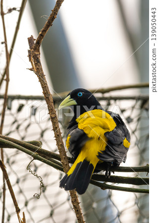 Yellow-rumped Cacique (Cacicus Cela) sitting on Branch, Portrait Photography. Bird with beautiful blue eyes is sitting on trunk. Living in Panama or Brazil in rainforests Yellow-rumped Cacique (Cacicus Cela) sitting on Branch, Portrait Photography. Bird with beautiful blue eyes is sitting on trunk. Living in Panama or Brazil in rainforests 139050443